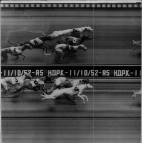 "First photo-finish dead-heat at Harold Park dogs since the camera was installed on September 3 occurred on Saturday night. The dead-heat was for second between Gwydir Boy (4) and Michael's Son (6) in the Harold Park Stake. The winner, The Cashier, is not in the picture." (From the SMH, October 13, 1952)