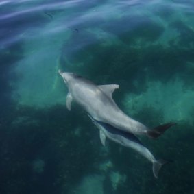 A dolphin mother and calf in Shark Bay, Western Australia. 