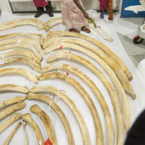 It consists of almost 250 bones - an almost complete skeleton.