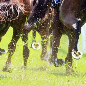 The Country Championships Wild Card is the feature of an eight-race program at Goulburn.