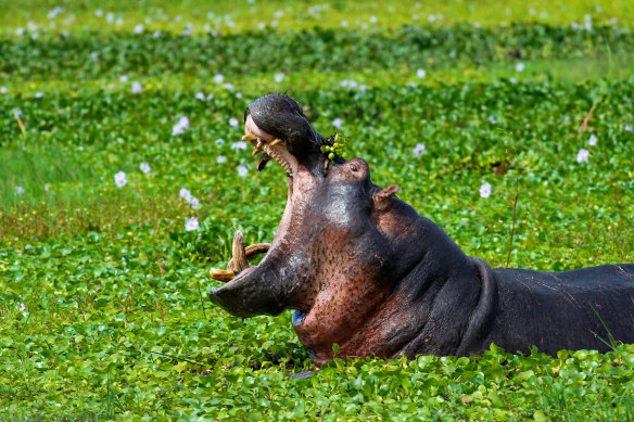 Once you know what a HiPPO is, you’ll start seeing them everywhere.