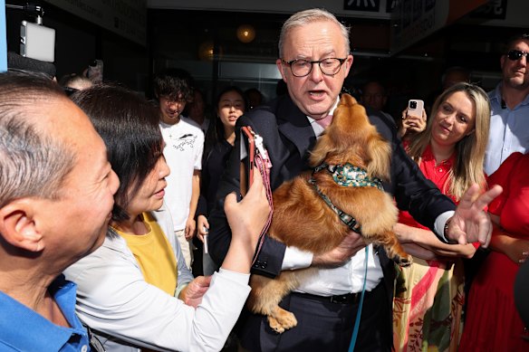 Albanese goes after the canine vote during a visit to Sunnybank Market Square in Brisbane.
