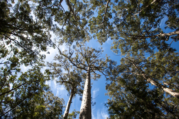 Old growth forest in Western Australia.