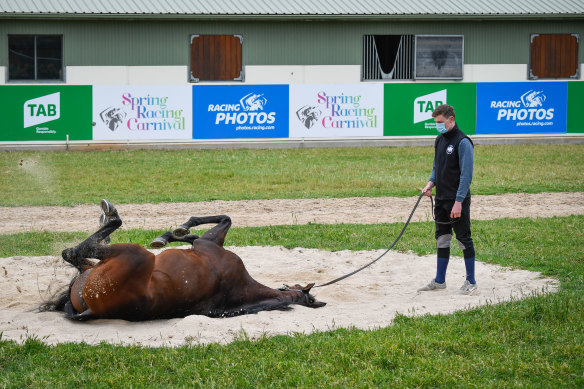 Master Of Reality, which placed in last year's Melbourne Cup, has a roll in the sand at Werribee on Sunday.