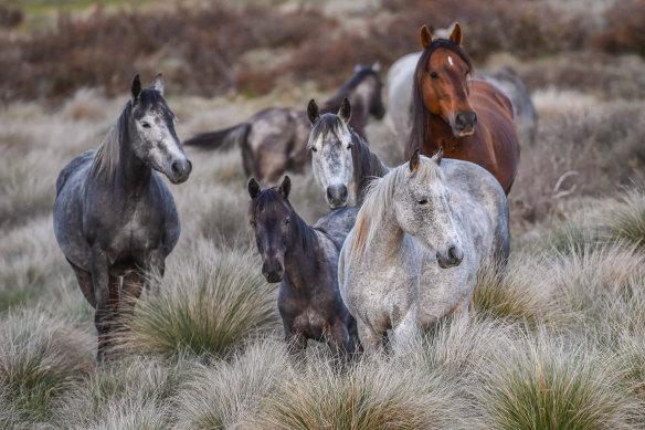 Wild horses roam in the Kosciuszko National Park.