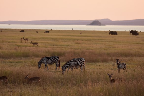 When man-made Lake Kariba was created, 6000 animals stranded on its islands were relocated to the mainland. 