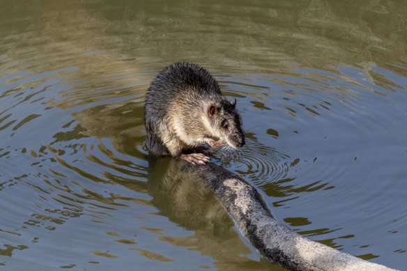 The native rakali is vulnerable to commercial rat poisons.