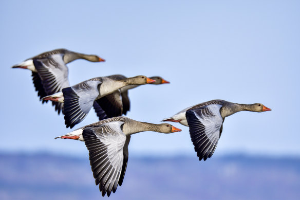 Wildlife telemetry has entered what commentators called a “golden age”, moving from the margins of ecological research toward the centre.