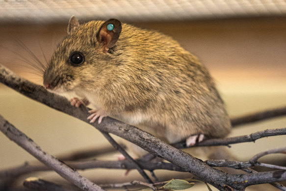 Central rock rats are bred in Alice Springs for an upcoming release into Newhaven. 