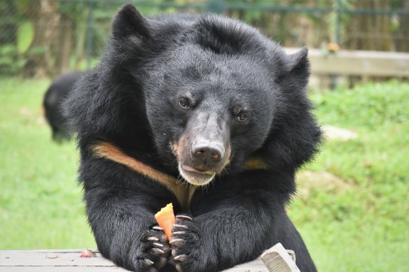 Tam Dao is Animals Asia’s second bear sanctuary, with the first in China.