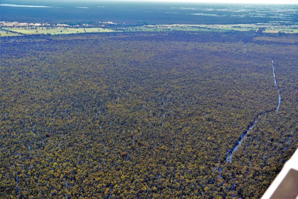 An aerial view of the Barmah National Park, inundated with water, last month.
