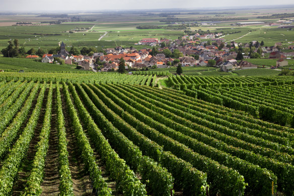 Fruits of the vine … Burgundy vineyards.