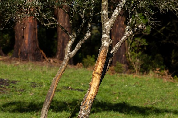 Damage caused by deer to Leppitt's property 