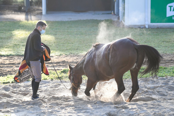 Cox Plate contender Armory at Werribee on Wednesday.