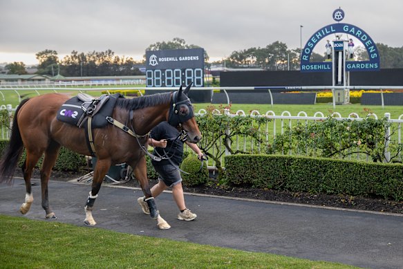 Autumn Glow at Rosehill on Thursday morning ahead of the Queen Elizabeth Stakes.