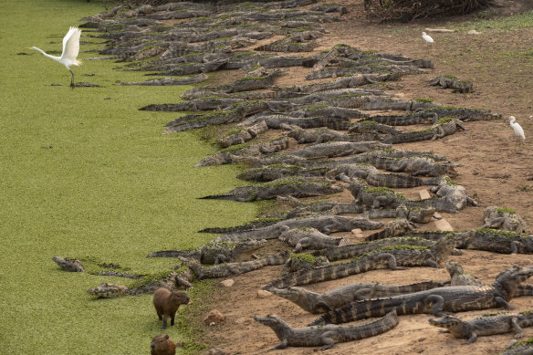 Alligators, capybaras and egrets stand on the banks of the Bento Gomes river whose waters are drying out, next to the Transpantaneira road at the Pantanal wetlands near Pocone, Mato Grosso state, Brazil.