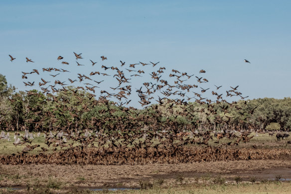 Birds of a feather ... Bamurru Plains.