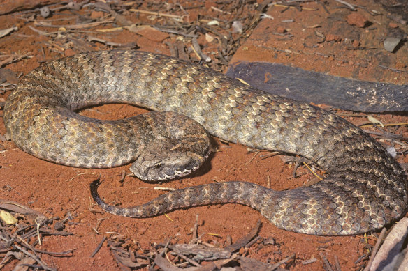Death adders (pictured), along with taipans and brown snakes, are likely to move away from sound.