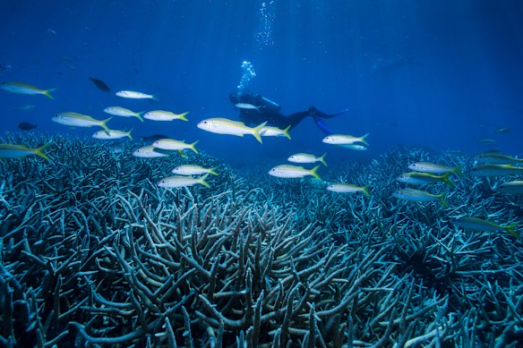 The Great Barrier Reef, pictured in healthier times in 2016.