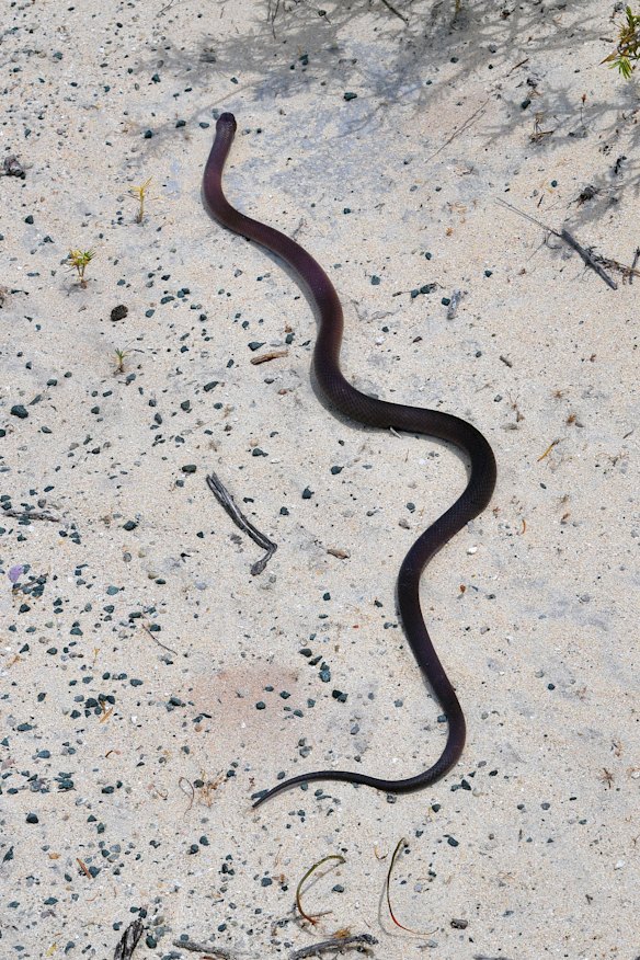 Watch out for dugite snakes among  the sand dunes.