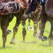 There are seven races on the card at Muswellbrook on Thursday.