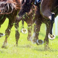 There are seven races on the card at Muswellbrook on Thursday.
