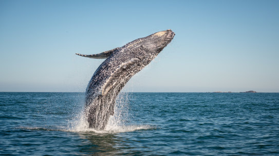 Humpback whales, like humans, also use the Gold Coast for a good time, new research has found.