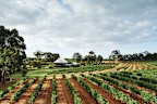 Vasse Felix, one of the best-known in a region full of great wineries.