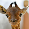 US Customs officials seize giraffe faeces at airport
