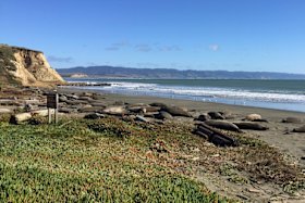 Point Reyes National Seashore, is a colony of elephant seals that took over a beach in Northern California during the government shutdown when there was no staff to discourage the animals from congregating in the popular tourist area. About 60 adult seals that have birthed 35 pups took over a beach in Point Reyes National Seashore, 