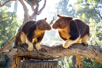 Goodfellow’s Tree Kangaroos at the Healesville Sanctuary.