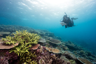 The Great Barrier Reef is at risk of coral bleaching again this summer. 