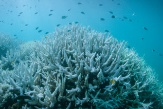 Reports are emerging of widespread coral bleaching on the Great Barrier Reef. 