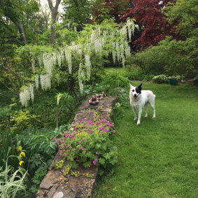 White honey-scented wisteria in Druse's garden