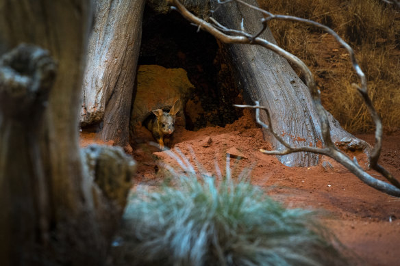 A greater bilby at the Taronga Zoo.