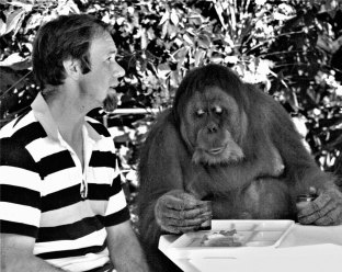 In 1986, at Singapore Zoo, Rob Morrison breakfasts with orangutan Ah Meng.