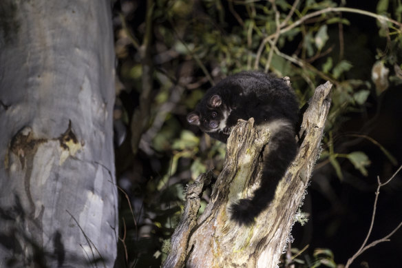 A greater glider emerges from its ancient tree hollow to prepare for  dinner in Tallaganda National Park.