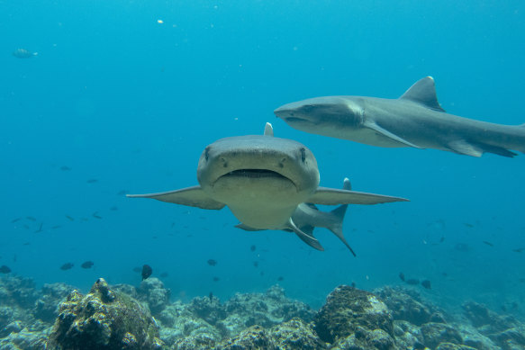 White-tip reef sharks at North Seymour Island. These are one of the most abundant shark species in
the Galapagos.