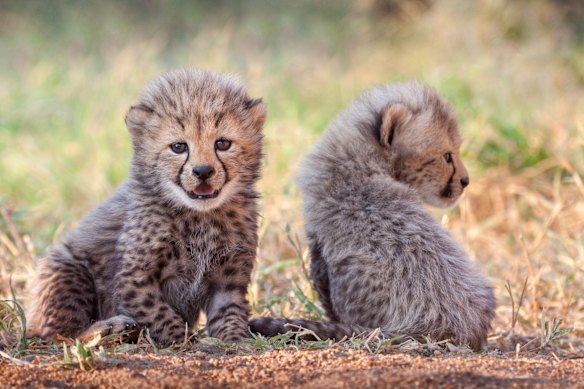 A pair of four-week old cheetah cubs at Kruger National Park.
