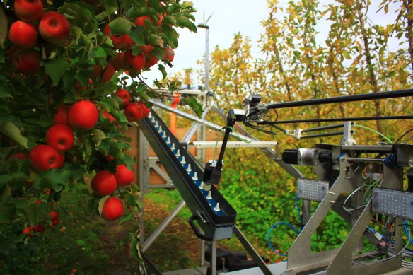 Ripe has tried different types of gripping mechanisms to pluck apples from a tree. A vacuum tube turned out to need too much power. Now a gripping hand uses compressed air to suck the apples off the trees.