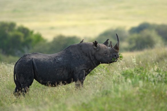 Black rhinos have been decimated by poaching and only around 5500 now survive.