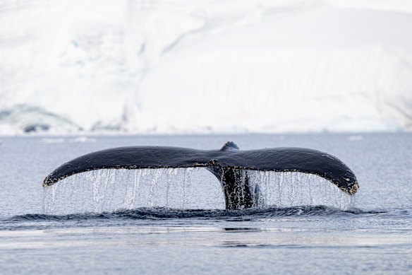 Spotted … a whale lifts its fluke, or tail.