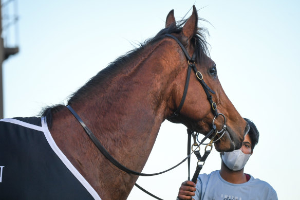 Behemoth at Caulfield. 