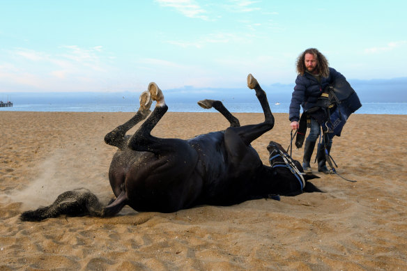 Horsing around: Trainer Ciaron Maher gives Melbourne Cup contender Sir Dragonet a roll in the sand after beach trackwork. 