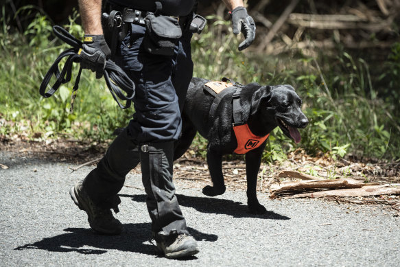 NSW Police use a cadaver dog to search a site in Kendall for the remains of William Tyrrell.
