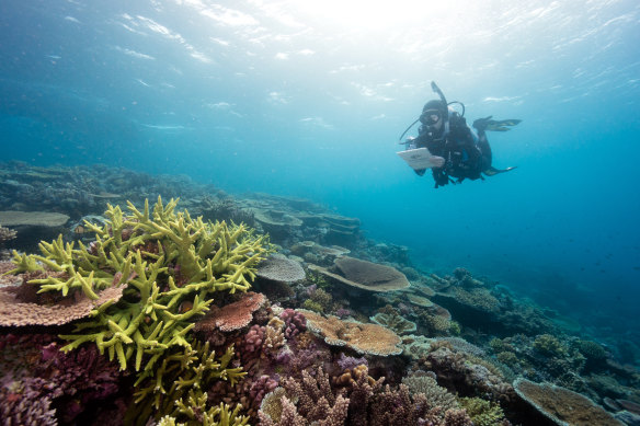 The Great Barrier Reef is already dealing with the impacts of agricultural runoff.