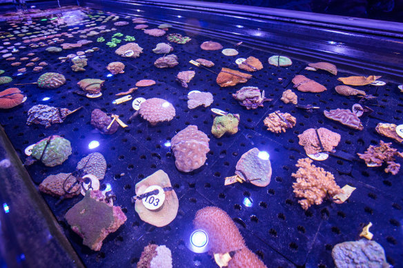 The Living Coral Biobank in Cairns is a project of the conservation group, the Great Barrier Reef Legacy.