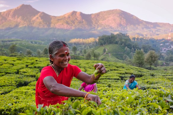 Colheita de chá no sul da Índia: não é tão difícil preparar uma xícara.