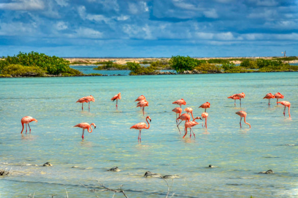 A flamboyance of Flamingos.