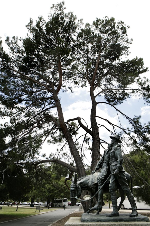 The Lone Pine at the Shrine of Remembrance, pictured in 2008, before it became diseased and died.